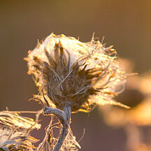 Thumbnail: Scharfes Bild von einer Blume.